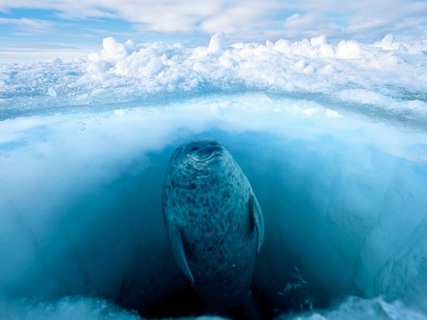 Ringed Seal: Photo by National Geographic